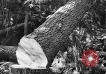 Standbild schwerfälligen Idaho United States USA, 1942, aus Sekunde 25 historischem Filmmaterial Videoclip 65675057904