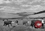 Immagine di Bestiame Northwestern United States USA, 1942, secondo 4 filmato di repertorio 65675057905