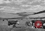 Immagine di Bestiame Northwestern United States USA, 1942, secondo 5 filmato di repertorio 65675057905