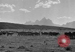 Immagine di Bestiame Northwestern United States USA, 1942, secondo 6 filmato di repertorio 65675057905