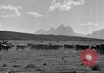 Immagine di Bestiame Northwestern United States USA, 1942, secondo 7 filmato di repertorio 65675057905