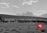 Immagine di Bestiame Northwestern United States USA, 1942, secondo 8 filmato di repertorio 65675057905