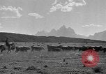 Immagine di Bestiame Northwestern United States USA, 1942, secondo 9 filmato di repertorio 65675057905
