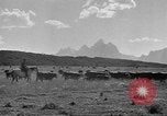 Immagine di Bestiame Northwestern United States USA, 1942, secondo 10 filmato di repertorio 65675057905