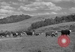 Immagine di Bestiame Northwestern United States USA, 1942, secondo 11 filmato di repertorio 65675057905