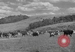 Immagine di Bestiame Northwestern United States USA, 1942, secondo 12 filmato di repertorio 65675057905
