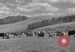 Immagine di Bestiame Northwestern United States USA, 1942, secondo 13 filmato di repertorio 65675057905