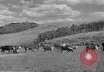 Immagine di Bestiame Northwestern United States USA, 1942, secondo 14 filmato di repertorio 65675057905