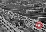 Immagine di Bestiame Northwestern United States USA, 1942, secondo 15 filmato di repertorio 65675057905