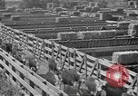 Immagine di Bestiame Northwestern United States USA, 1942, secondo 17 filmato di repertorio 65675057905