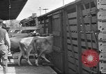 Immagine di Bestiame Northwestern United States USA, 1942, secondo 18 filmato di repertorio 65675057905