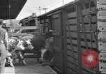 Immagine di Bestiame Northwestern United States USA, 1942, secondo 19 filmato di repertorio 65675057905