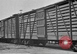 Immagine di Bestiame Northwestern United States USA, 1942, secondo 20 filmato di repertorio 65675057905