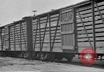 Immagine di Bestiame Northwestern United States USA, 1942, secondo 21 filmato di repertorio 65675057905