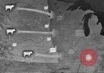 Immagine di Bestiame Northwestern United States USA, 1942, secondo 32 filmato di repertorio 65675057905