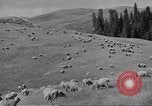 Immagine di Bestiame Northwestern United States USA, 1942, secondo 43 filmato di repertorio 65675057905