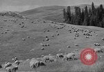 Immagine di Bestiame Northwestern United States USA, 1942, secondo 44 filmato di repertorio 65675057905