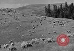 Immagine di Bestiame Northwestern United States USA, 1942, secondo 45 filmato di repertorio 65675057905