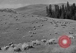 Immagine di Bestiame Northwestern United States USA, 1942, secondo 46 filmato di repertorio 65675057905