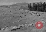Immagine di Bestiame Northwestern United States USA, 1942, secondo 47 filmato di repertorio 65675057905