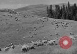 Immagine di Bestiame Northwestern United States USA, 1942, secondo 48 filmato di repertorio 65675057905