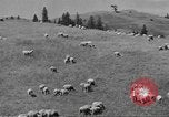 Immagine di Bestiame Northwestern United States USA, 1942, secondo 49 filmato di repertorio 65675057905