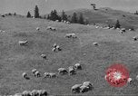 Immagine di Bestiame Northwestern United States USA, 1942, secondo 50 filmato di repertorio 65675057905