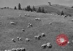 Immagine di Bestiame Northwestern United States USA, 1942, secondo 51 filmato di repertorio 65675057905