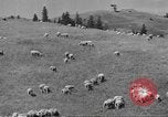 Immagine di Bestiame Northwestern United States USA, 1942, secondo 52 filmato di repertorio 65675057905