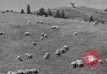 Immagine di Bestiame Northwestern United States USA, 1942, secondo 53 filmato di repertorio 65675057905