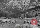Immagine di Bestiame Northwestern United States USA, 1942, secondo 54 filmato di repertorio 65675057905