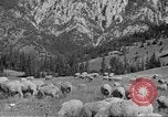 Immagine di Bestiame Northwestern United States USA, 1942, secondo 55 filmato di repertorio 65675057905