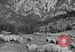 Immagine di Bestiame Northwestern United States USA, 1942, secondo 56 filmato di repertorio 65675057905