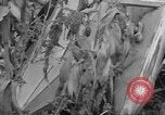 Standbild Mais Industrie Midwest United States USA, 1942, aus Sekunde 5 historischem Filmmaterial Videoclip 65675057910