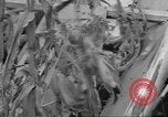 Standbild Mais Industrie Midwest United States USA, 1942, aus Sekunde 6 historischem Filmmaterial Videoclip 65675057910