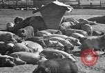 Standbild Mais Industrie Midwest United States USA, 1942, aus Sekunde 21 historischem Filmmaterial Videoclip 65675057910