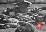 Standbild Mais Industrie Midwest United States USA, 1942, aus Sekunde 22 historischem Filmmaterial Videoclip 65675057910