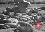 Standbild Mais Industrie Midwest United States USA, 1942, aus Sekunde 23 historischem Filmmaterial Videoclip 65675057910