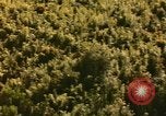 Image of air strike missions Southeast Asia, 1967, second 47 stock footage video 65675057964