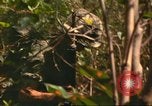 Standbild 49th Infantry Brigade Binh Phuoc Vietnam, 1970, aus Sekunde 46 historischem Filmmaterial Videoclip 65675057983