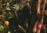 Standbild 49th Infantry Brigade Binh Phuoc Vietnam, 1970, aus Sekunde 51 historischem Filmmaterial Videoclip 65675057983