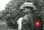 Image sélecteurs orange américain mexicain Farmersville California USA, 1968, de la seconde 30 séquences d'archives historiques vidéo 65675058039