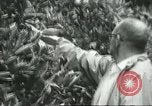 Image sélecteurs orange américain mexicain Farmersville California USA, 1968, de la seconde 57 séquences d'archives historiques vidéo 65675058039