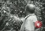 Image sélecteurs orange américain mexicain Farmersville California USA, 1968, de la seconde 58 séquences d'archives historiques vidéo 65675058039