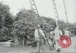 Image sélecteurs orange américain mexicain Farmersville California USA, 1968, de la seconde 22 séquences d'archives historiques vidéo 65675058040