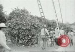 Image sélecteurs orange américain mexicain Farmersville California USA, 1968, de la seconde 23 séquences d'archives historiques vidéo 65675058040