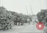 Image sélecteurs orange américain mexicain Farmersville California USA, 1968, de la seconde 29 séquences d'archives historiques vidéo 65675058040