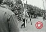 Image sélecteurs orange américain mexicain Farmersville California USA, 1968, de la seconde 47 séquences d'archives historiques vidéo 65675058040