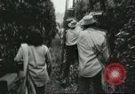 Image sélecteurs orange américain mexicain Farmersville California USA, 1968, de la seconde 61 séquences d'archives historiques vidéo 65675058040