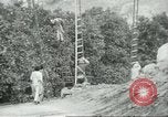 Image sélecteurs orange américain mexicain Farmersville California USA, 1968, de la seconde 16 séquences d'archives historiques vidéo 65675058041